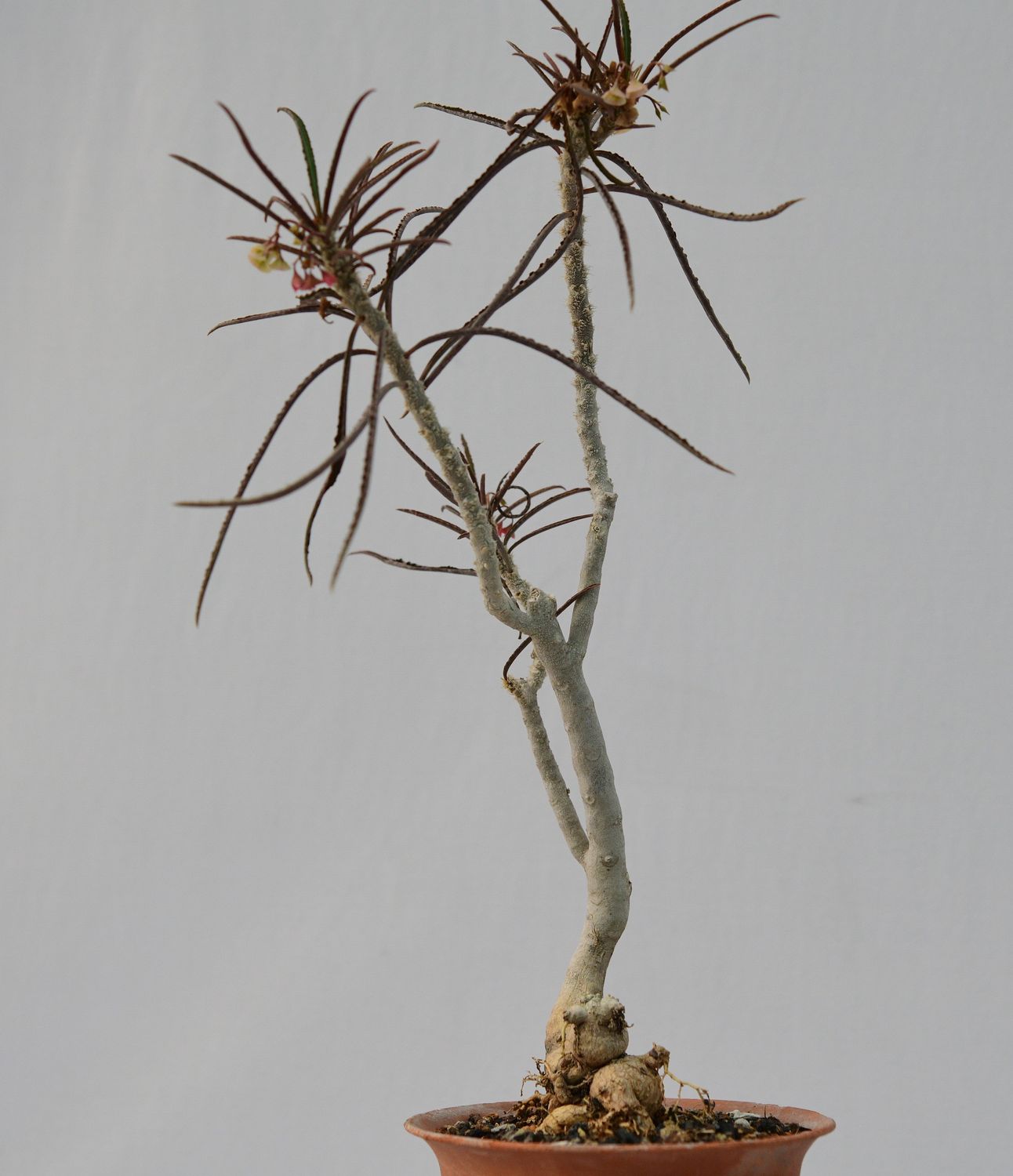Euphorbia waringiae
