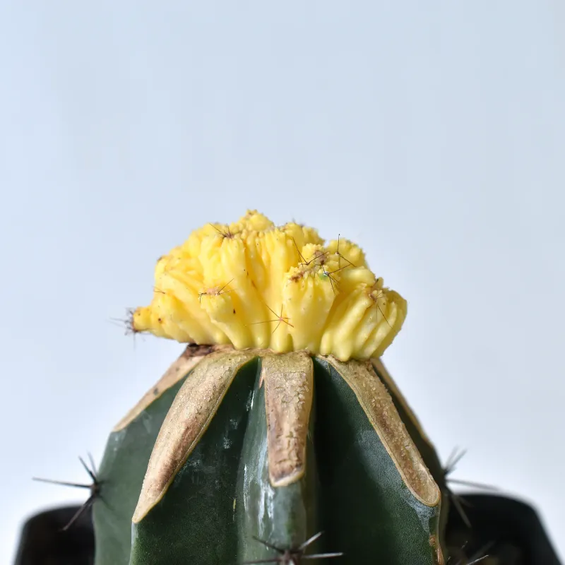 Cereus Peruvianus Var. Monstruosus F. Variegatus