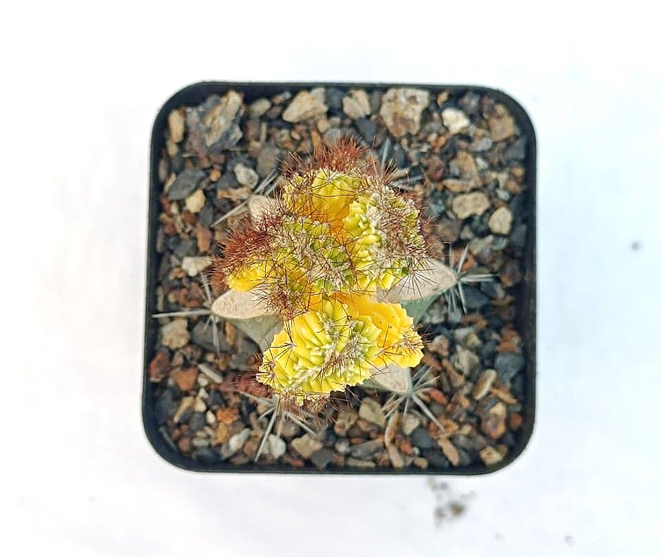 Cereus Peruvianus Var. Monstruosus F. Variegatus crest