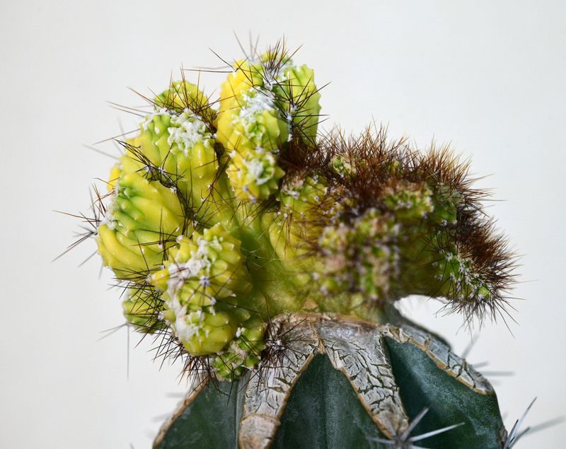Cereus peruvianus Var. Monstruosus F. Variegatus crest angled side view
