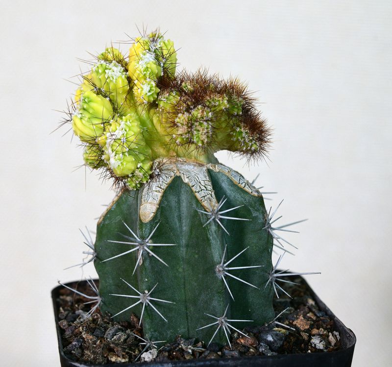 Cereus peruvianus Var. Monstruosus F. Variegatus crest front view in pot