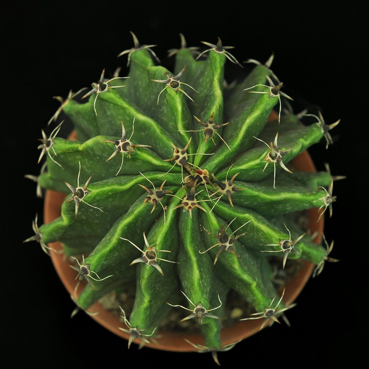 Ferocactus Horridus F. Brevispinus