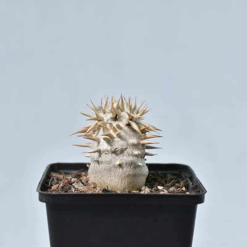 Pachypodium enigmaticum