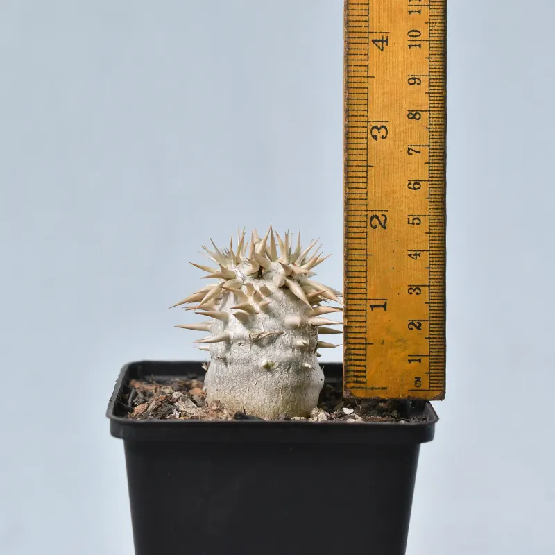 Pachypodium enigmaticum
