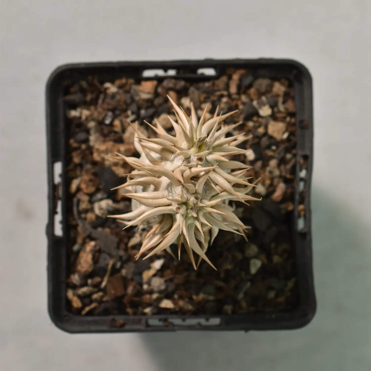 Pachypodium enigmaticum for Sale | Rare Madagascar Succulent