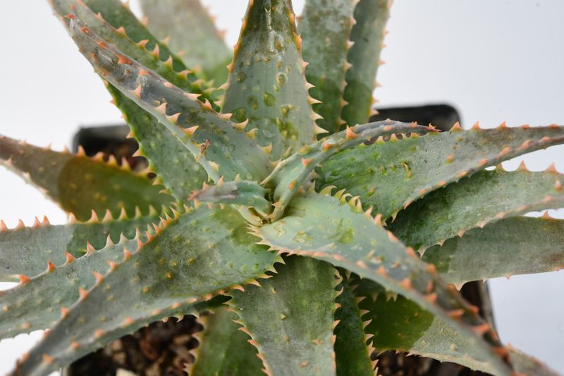 Aloe Blue Shark