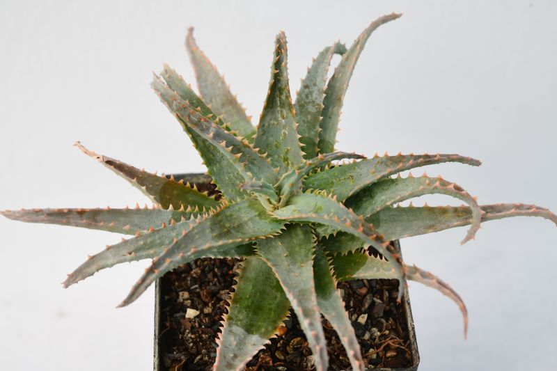 Aloe Blue Shark