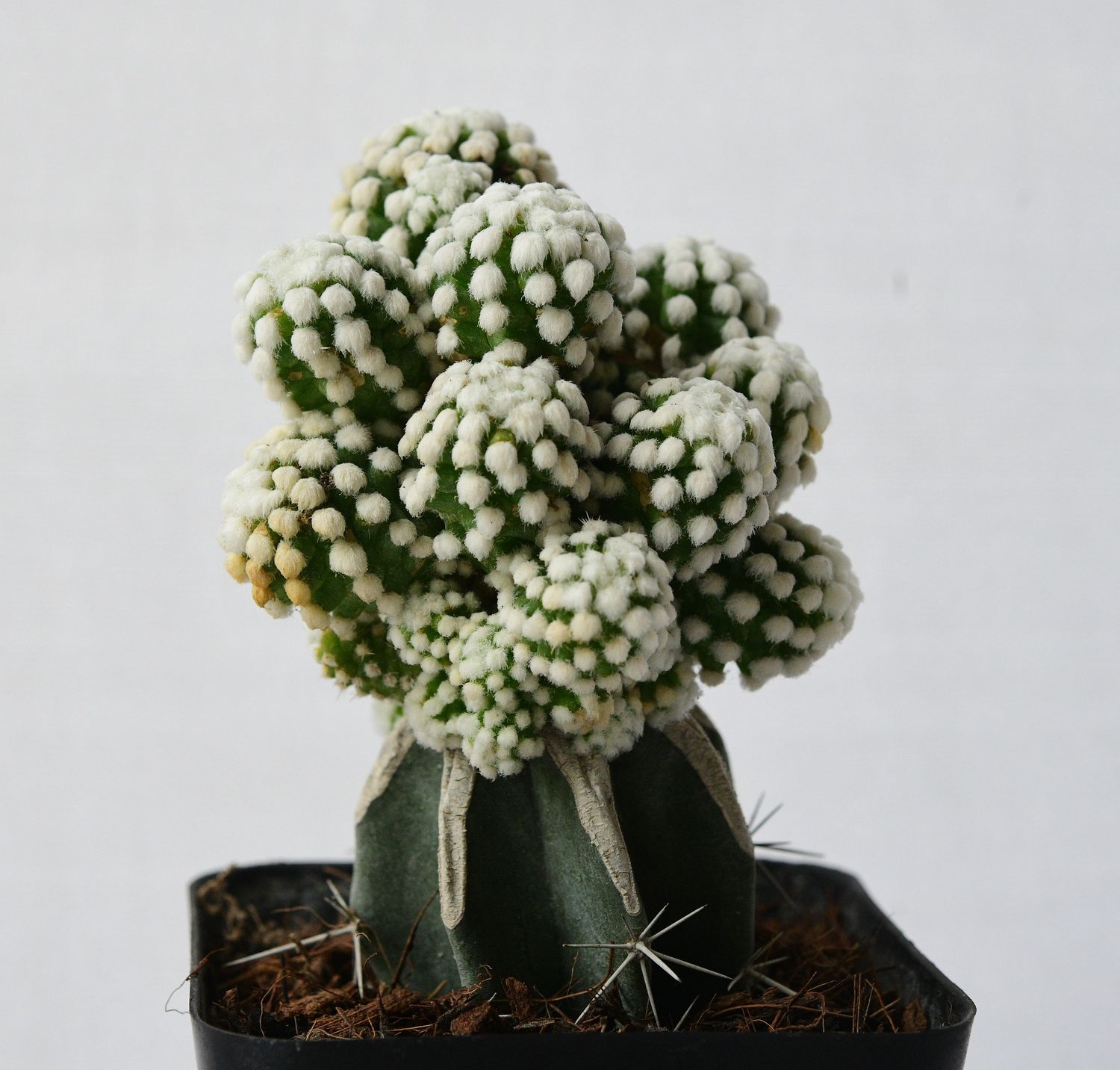 Mammillaria vetula  subs. gracilis  cv. Arizona Snowcap Large Graft