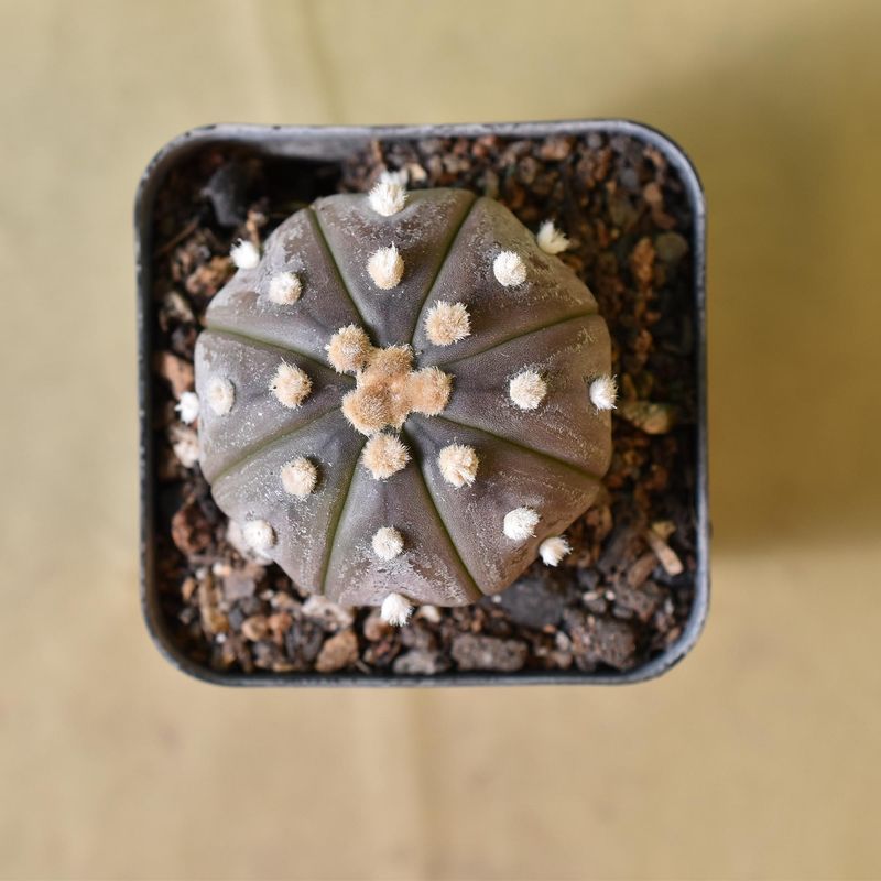 Astrophytum Asterias Ooibo BLACK/ PURPLE