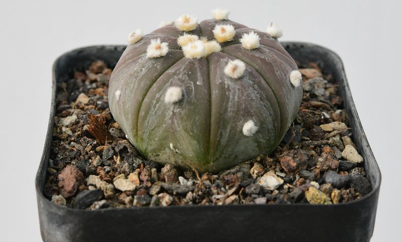 Astrophytum Asterias Ooibo BLACK/ PURPLE