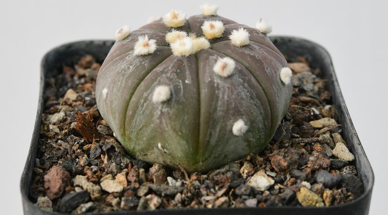 Astrophytum Asterias Ooibo BLACK/ PURPLE