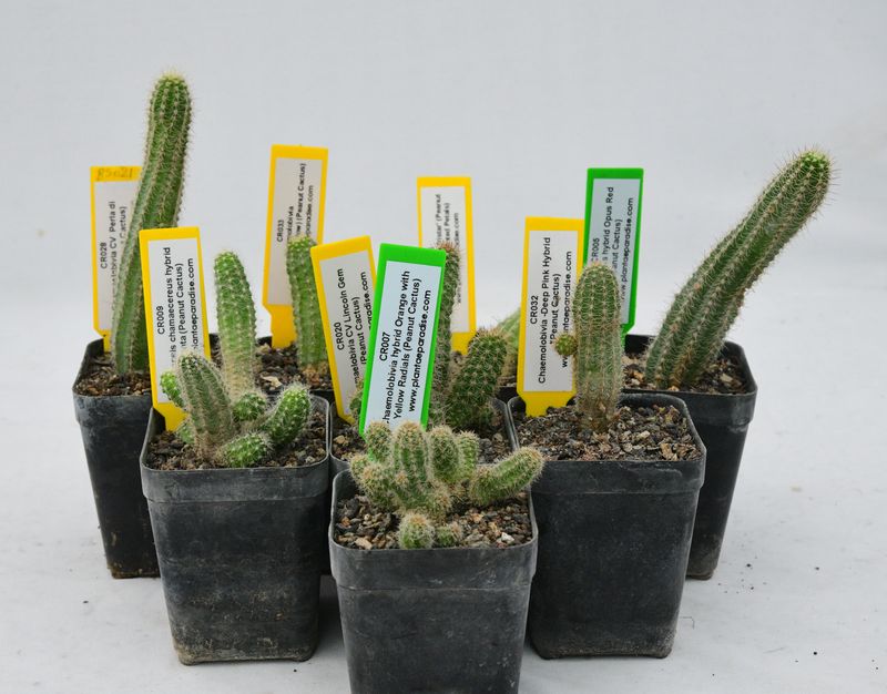 Budget Set 21 - Flowering Peanut Cactus  Hybrid Pack
