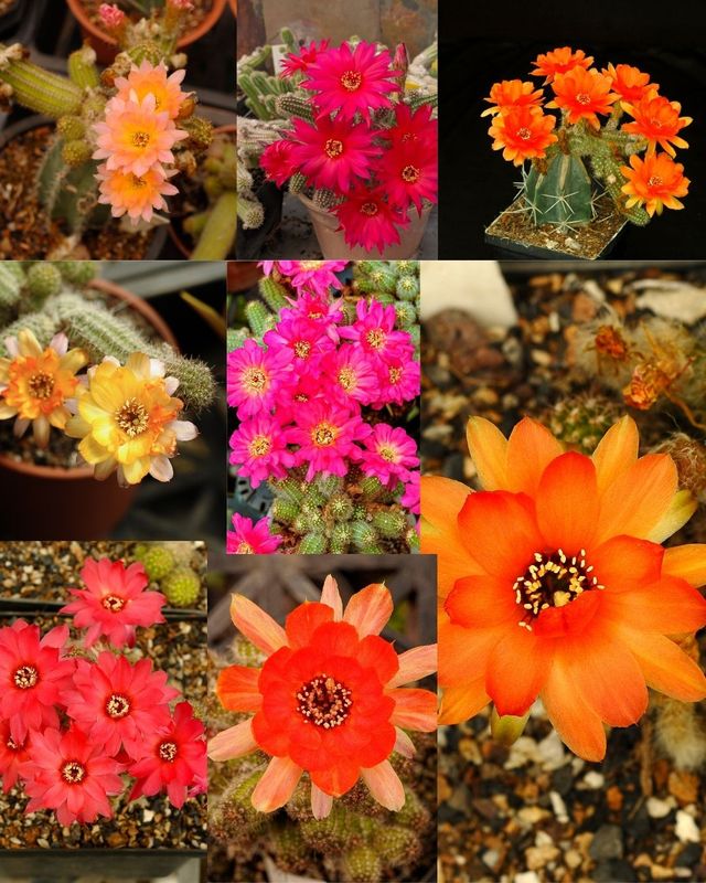 Budget Set 21 - Flowering Peanut Cactus  Hybrid Pack