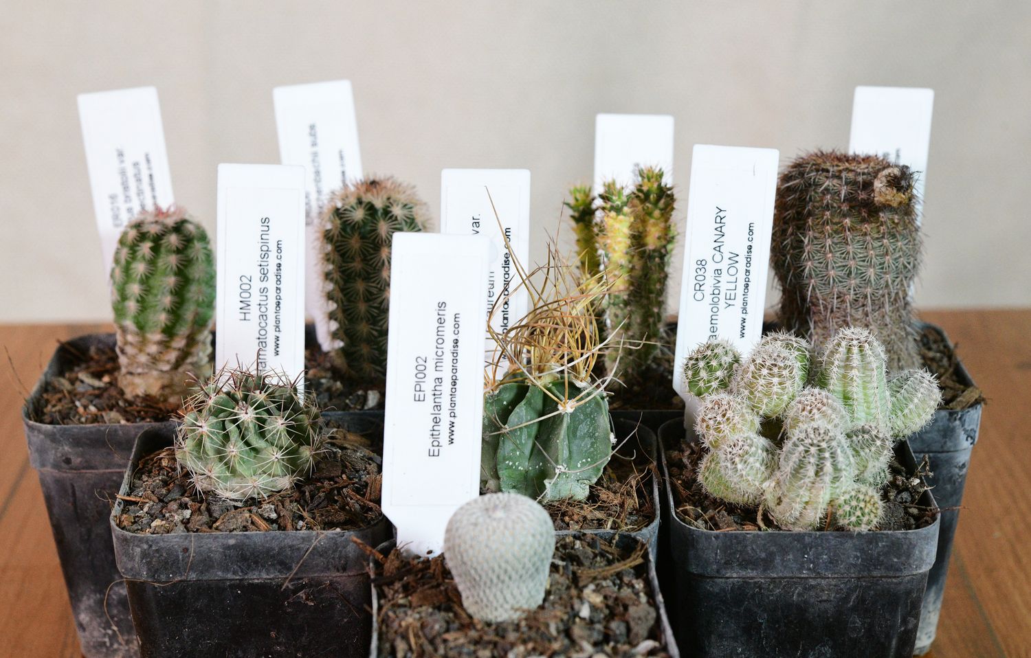 The Collector's Eight — A Mixed Cactus Set with white identification labels