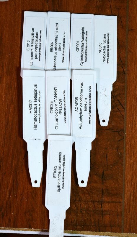 The Collector's Eight — A Mixed Cactus Set individual plant labels displayed
