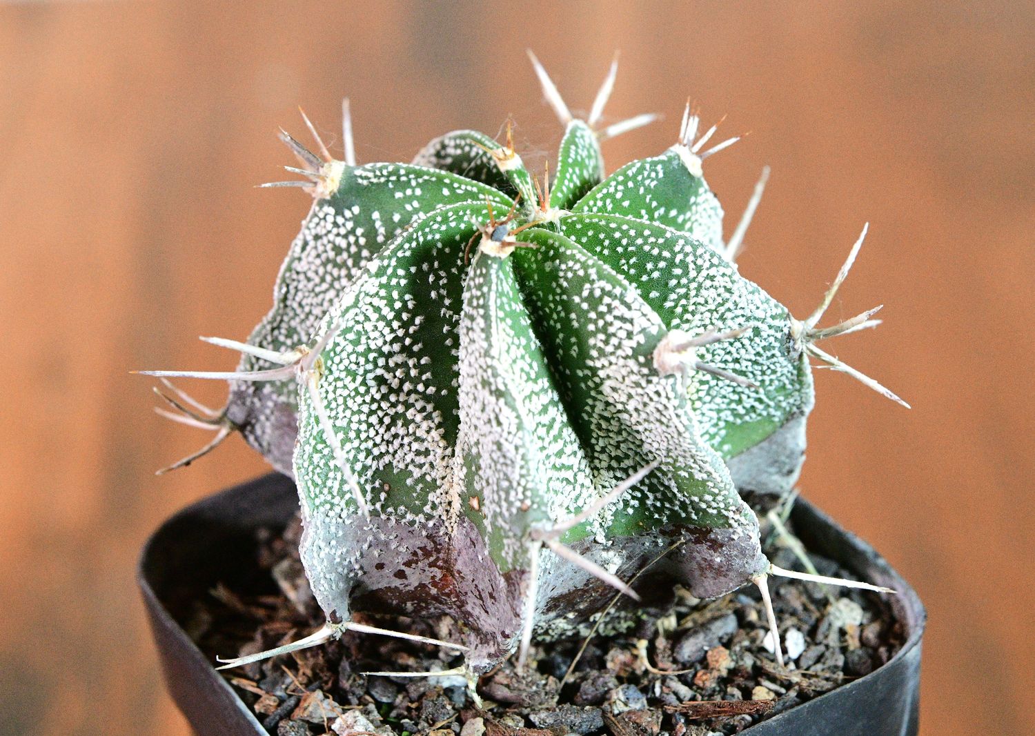 Astrophytum ornatum white flecks (Type / Native Form)