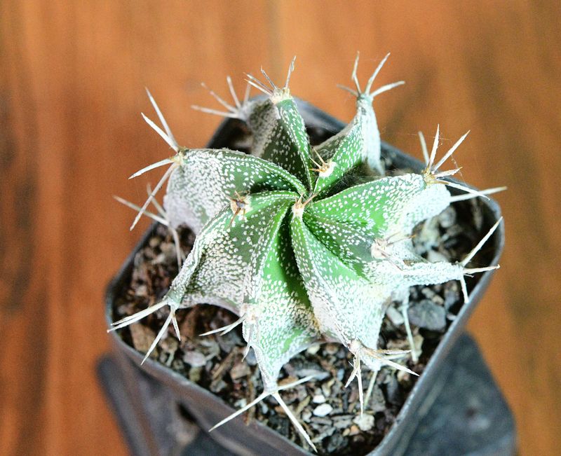 Astrophytum ornatum white flecks (Type / Native Form)