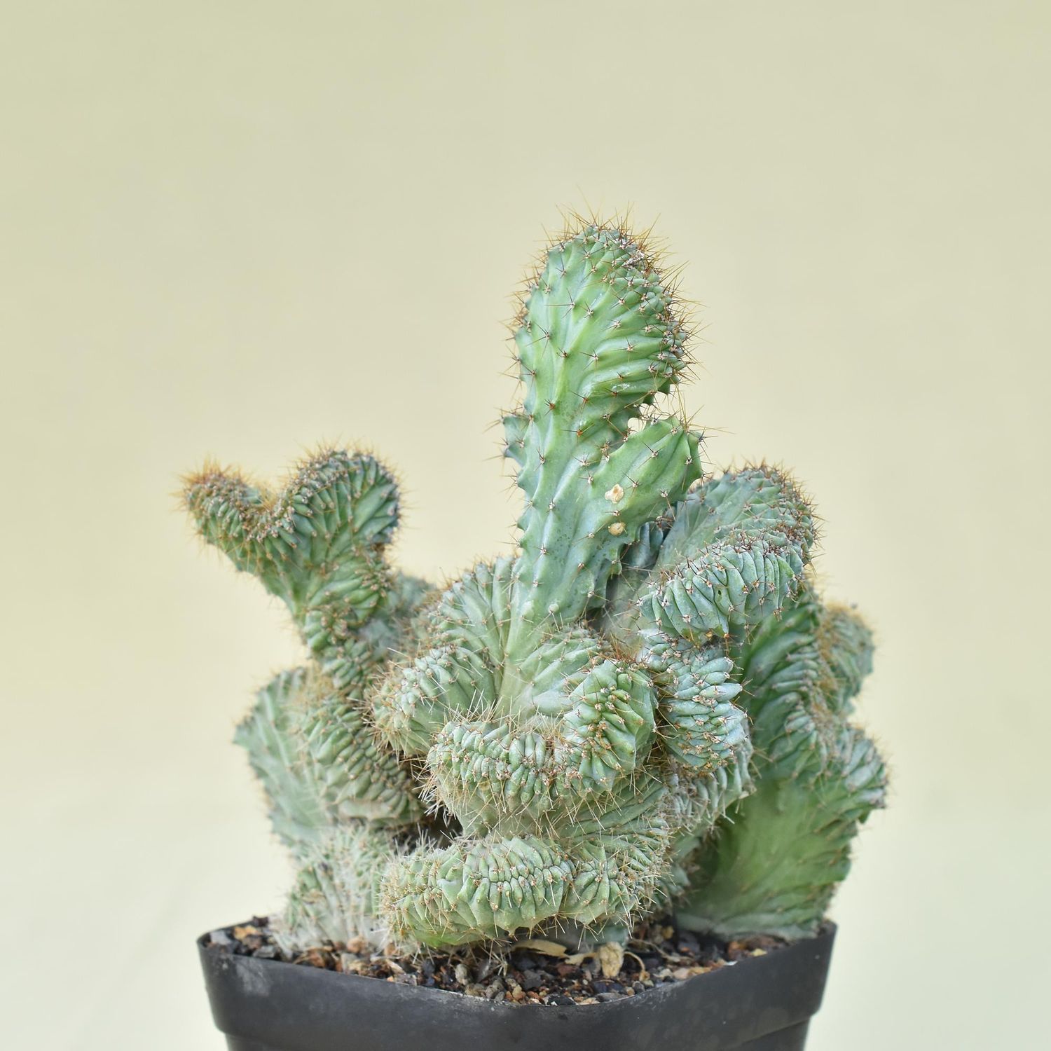 Myrtillocactus geometrizans elite crest Rooted