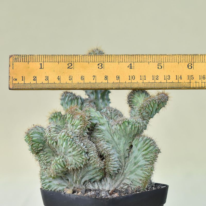 Myrtillocactus geometrizans elite crest Rooted with ruler for size reference