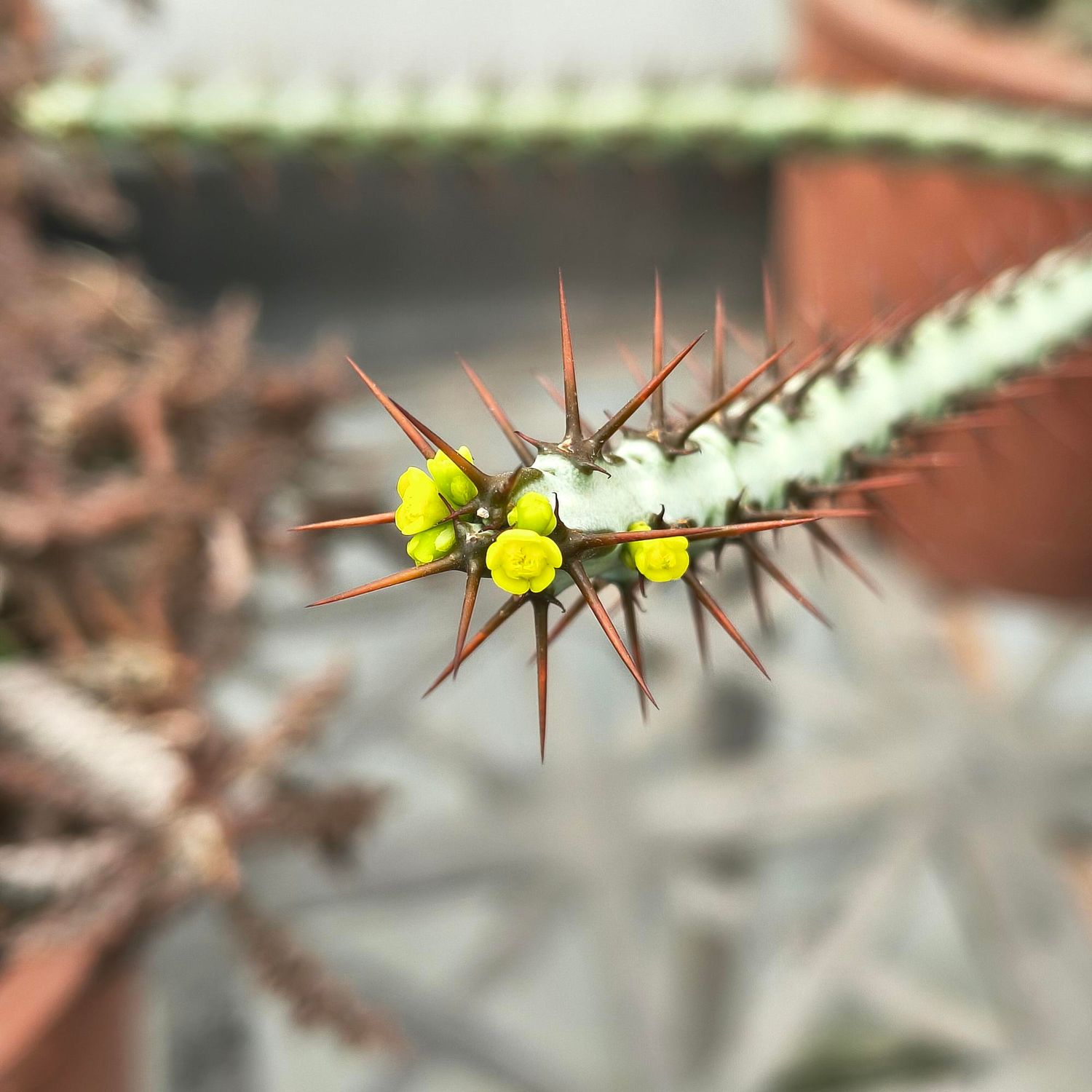 Euphorbia aeruginosa