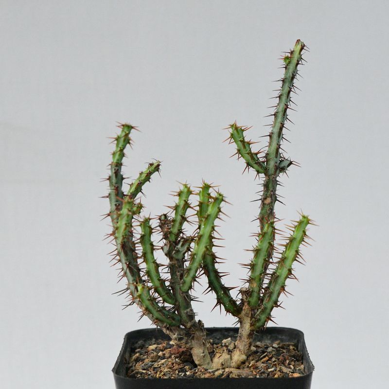Euphorbia aeruginosa potted plant full view