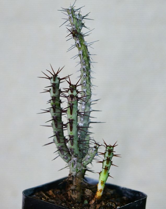 Euphorbia aeruginosa