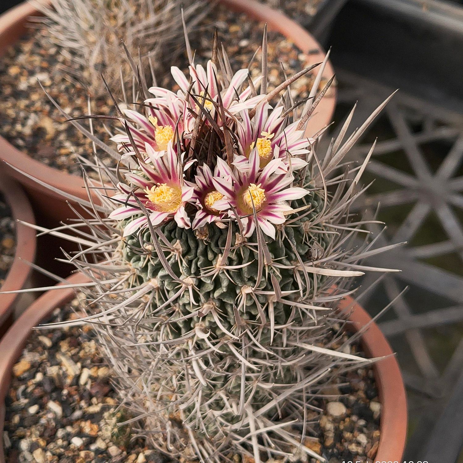 Echinofossulocactus phyllanthus "grandicornis" SB437