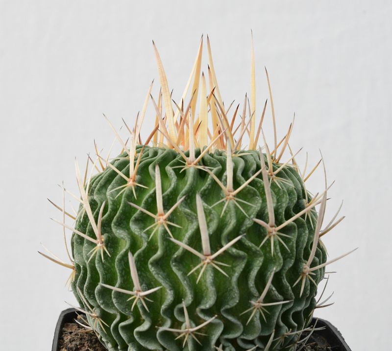Echinofossulocactus phyllanthus "grandicornis" SB437
