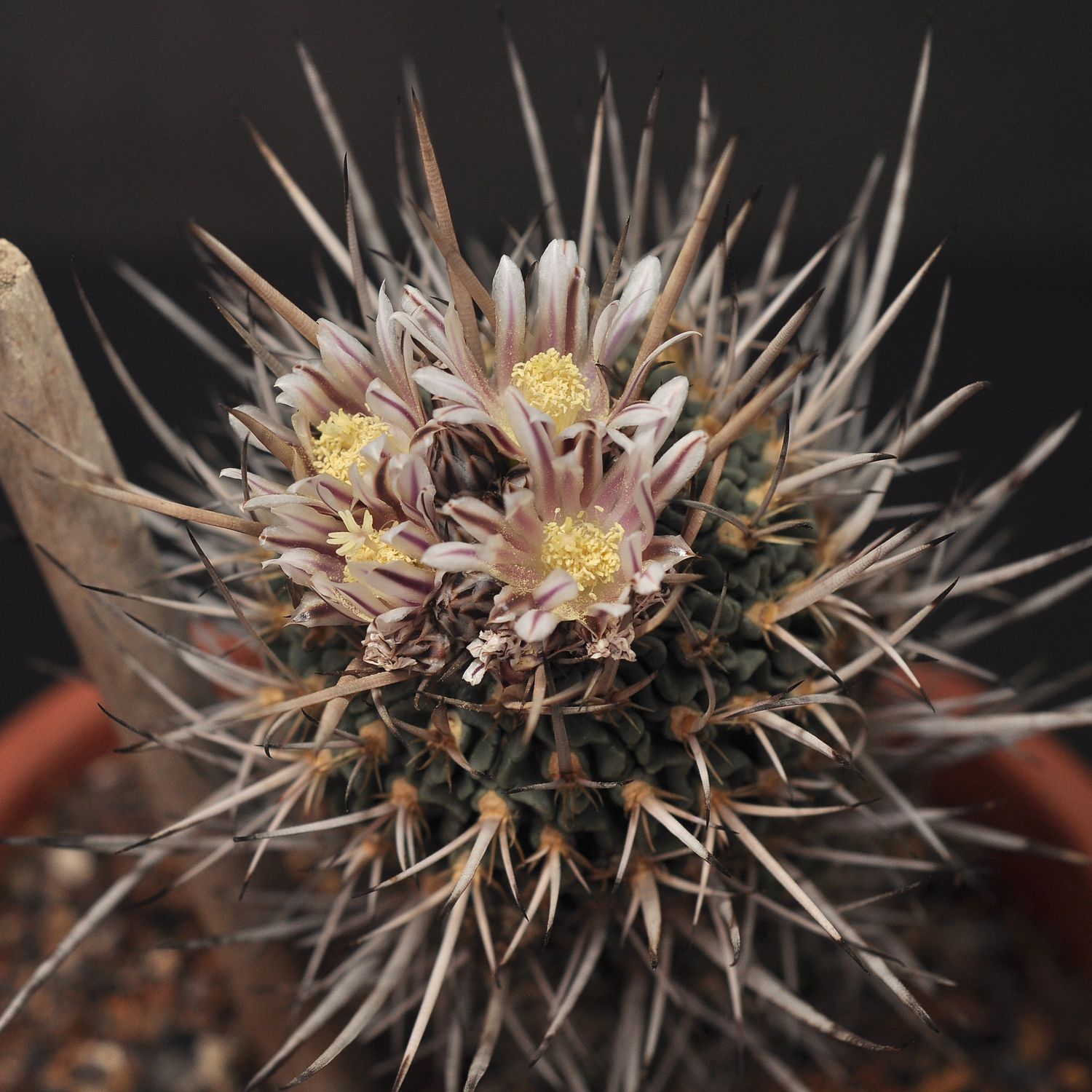 Echinofossulocactus phyllanthus Echinofossulocactus phyllanthus "grandicornis" SB437