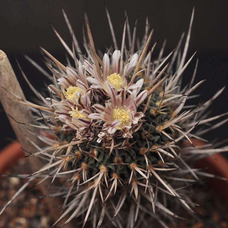 Echinofossulocactus phyllanthus "grandicornis" SB437 Echinofossulocactus phyllanthus "grandicornis" SB437