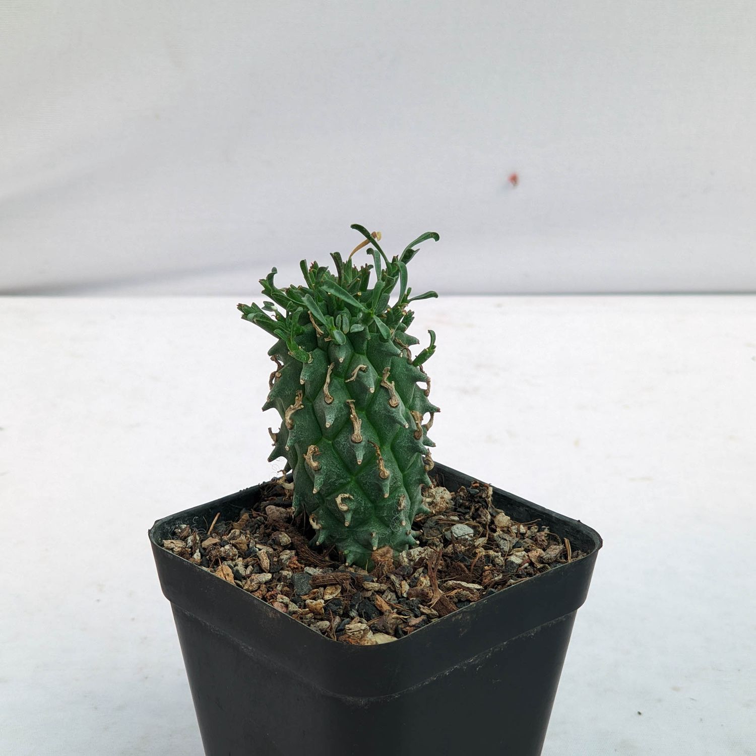 Euphorbia schoenlandii