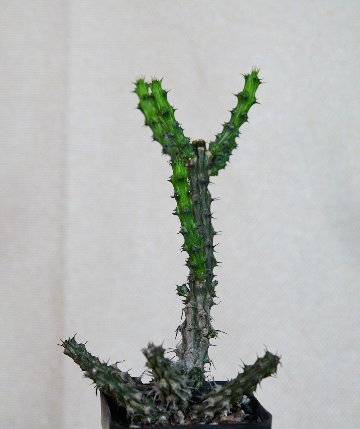 Euphorbia corniculata front view