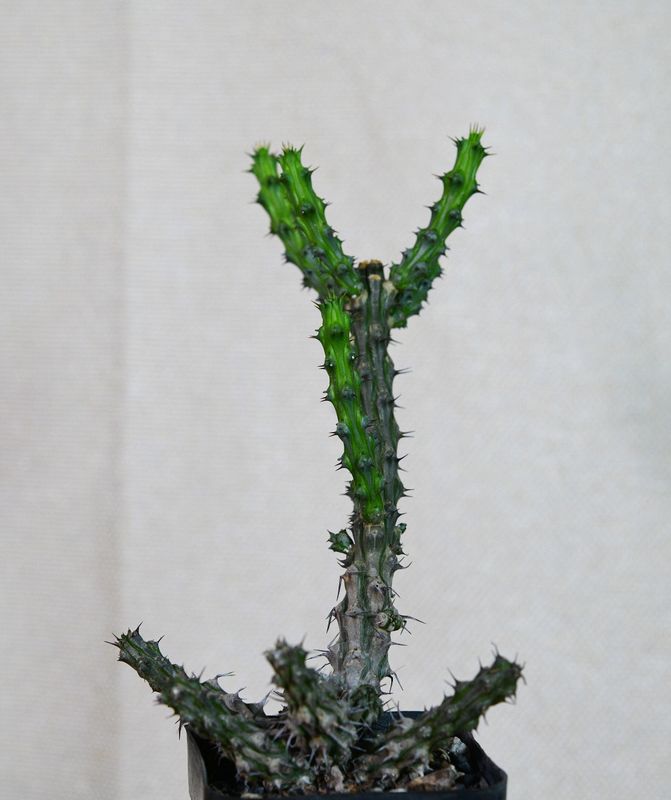 Euphorbia corniculata Euphorbia corniculata front view