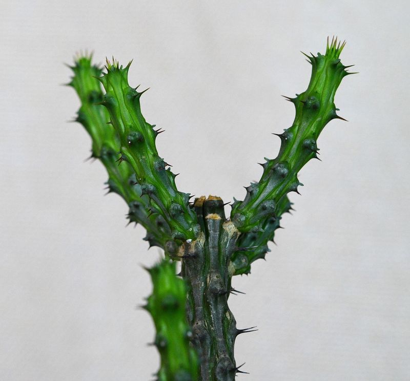 Euphorbia corniculata with ruler for size reference