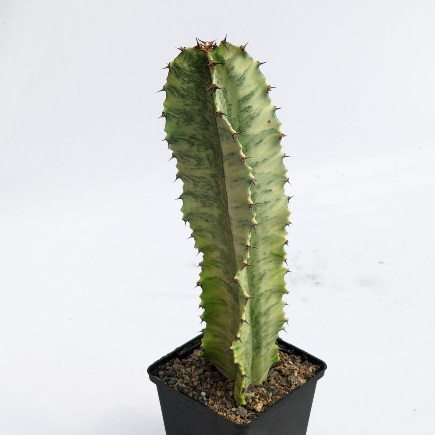 Euphorbia ammak 'Variegata'