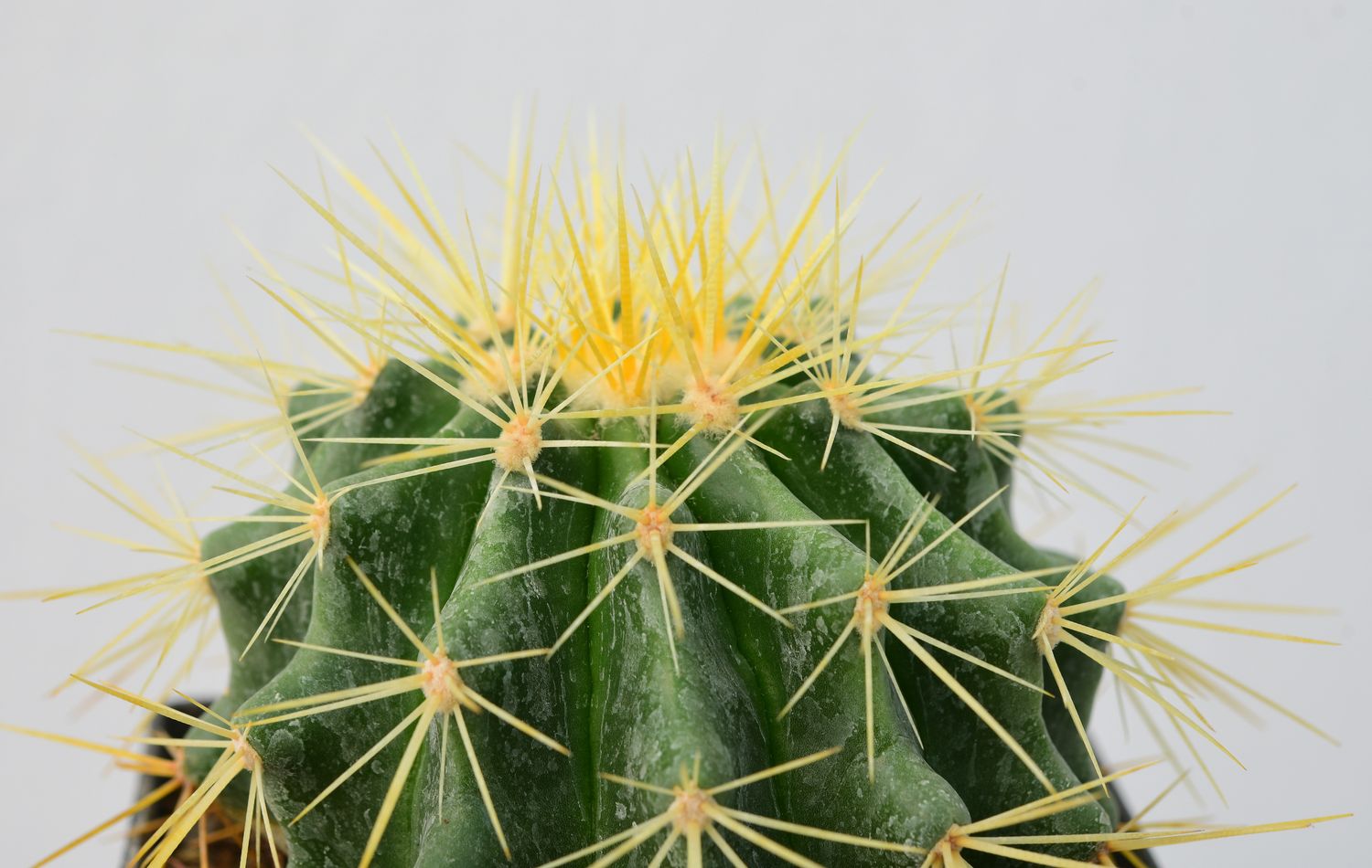 Echinocactus grusonii (Golden Barrel Cactus)