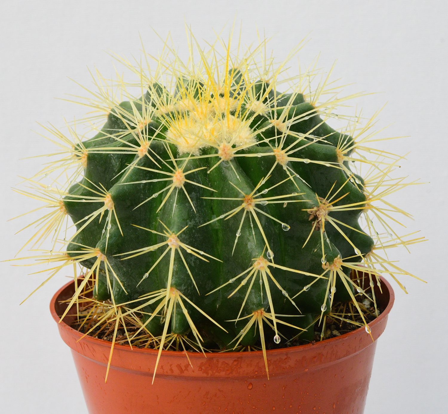 Echinocactus grusonii (Golden Barrel Cactus)