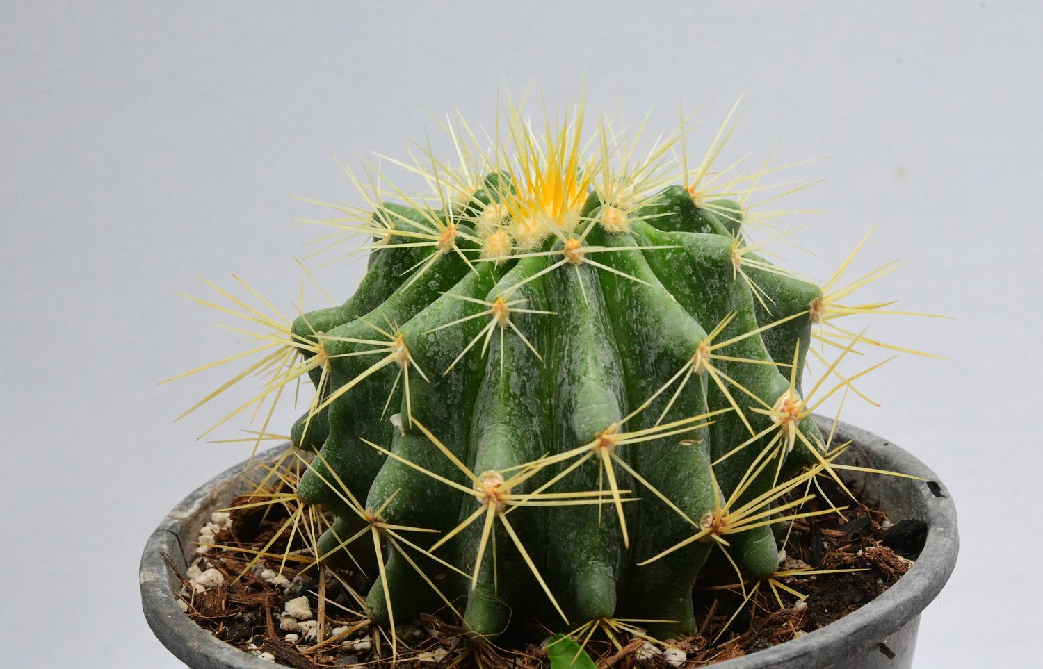 Echinocactus grusonii (Golden Barrel Cactus)