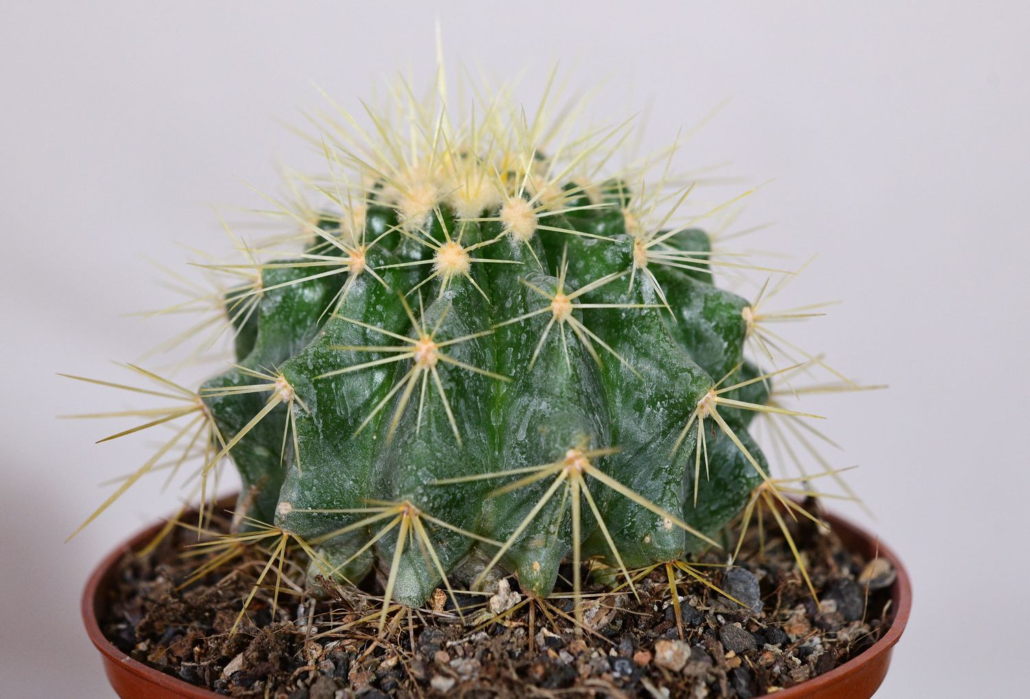 Echinocactus grusonii (Golden Barrel Cactus) in terracotta pot, front view