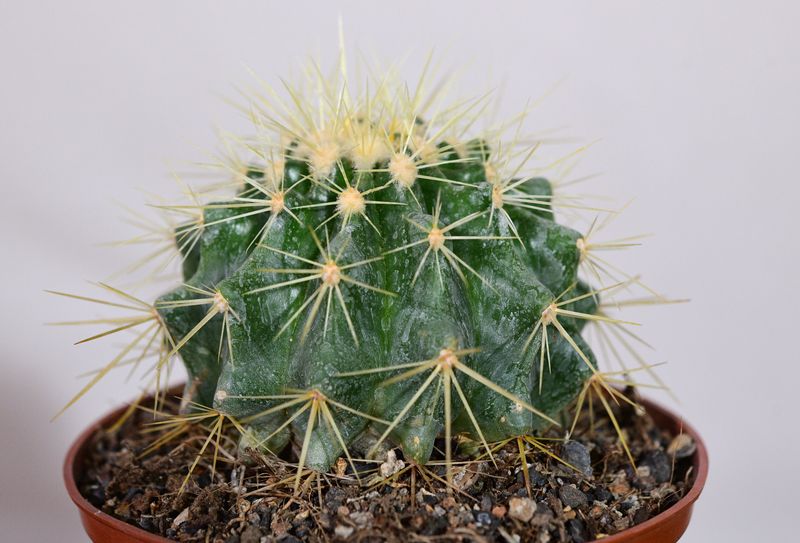 Echinocactus grusonii (Golden Barrel Cactus) Echinocactus grusonii (Golden Barrel Cactus)