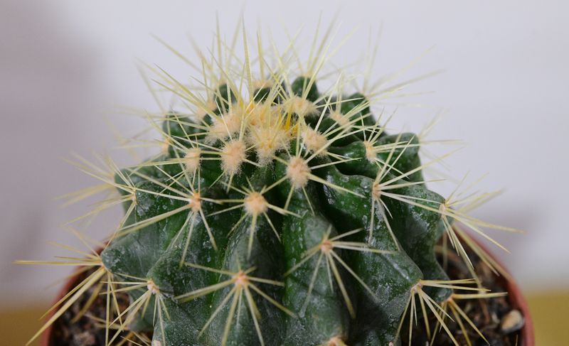 Echinocactus grusonii (Golden Barrel Cactus)