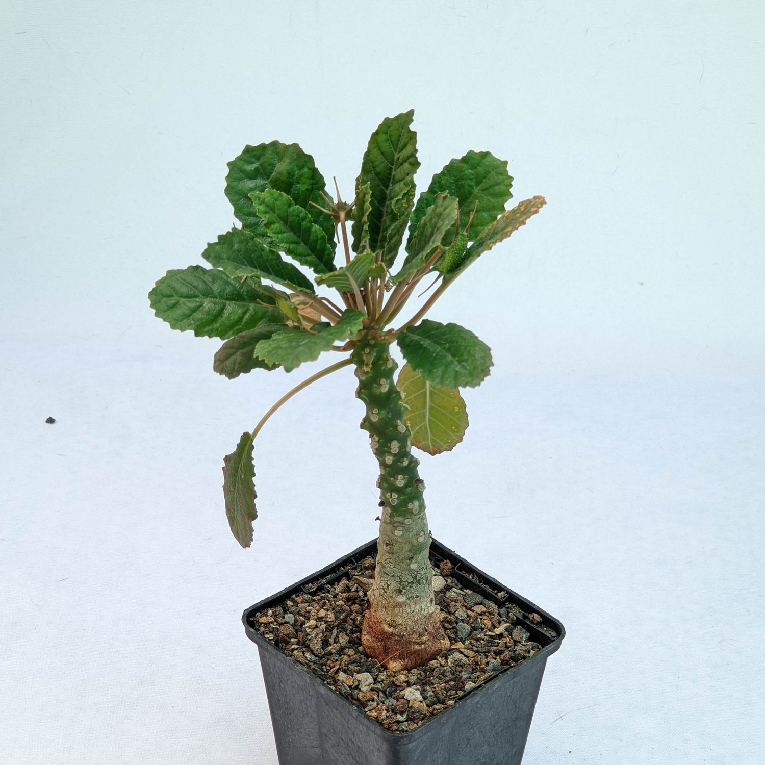Dorstenia foetida var somalensis