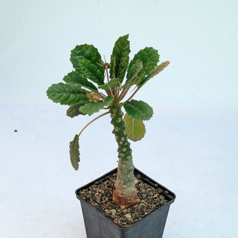 Dorstenia foetida var somalensis