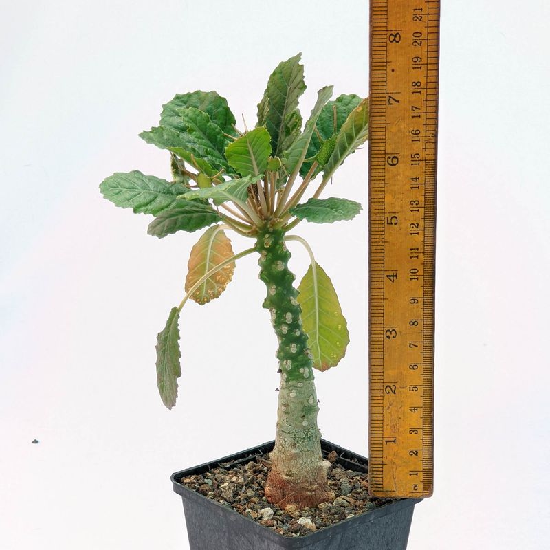 Dorstenia foetida var somalensis