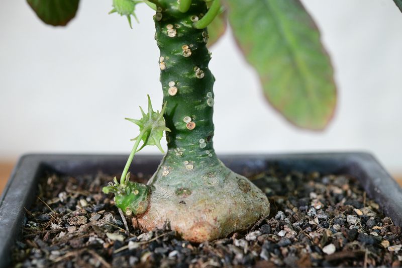 Dorstenia foetida var somalensis
