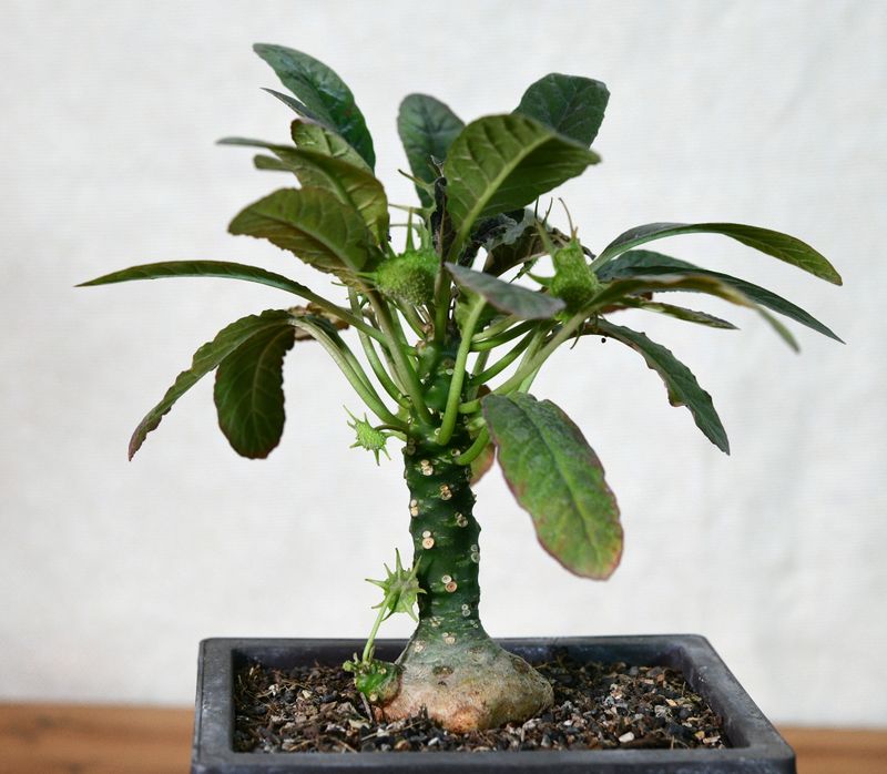 Dorstenia foetida var somalensis Dorstenia foetida var somalensis