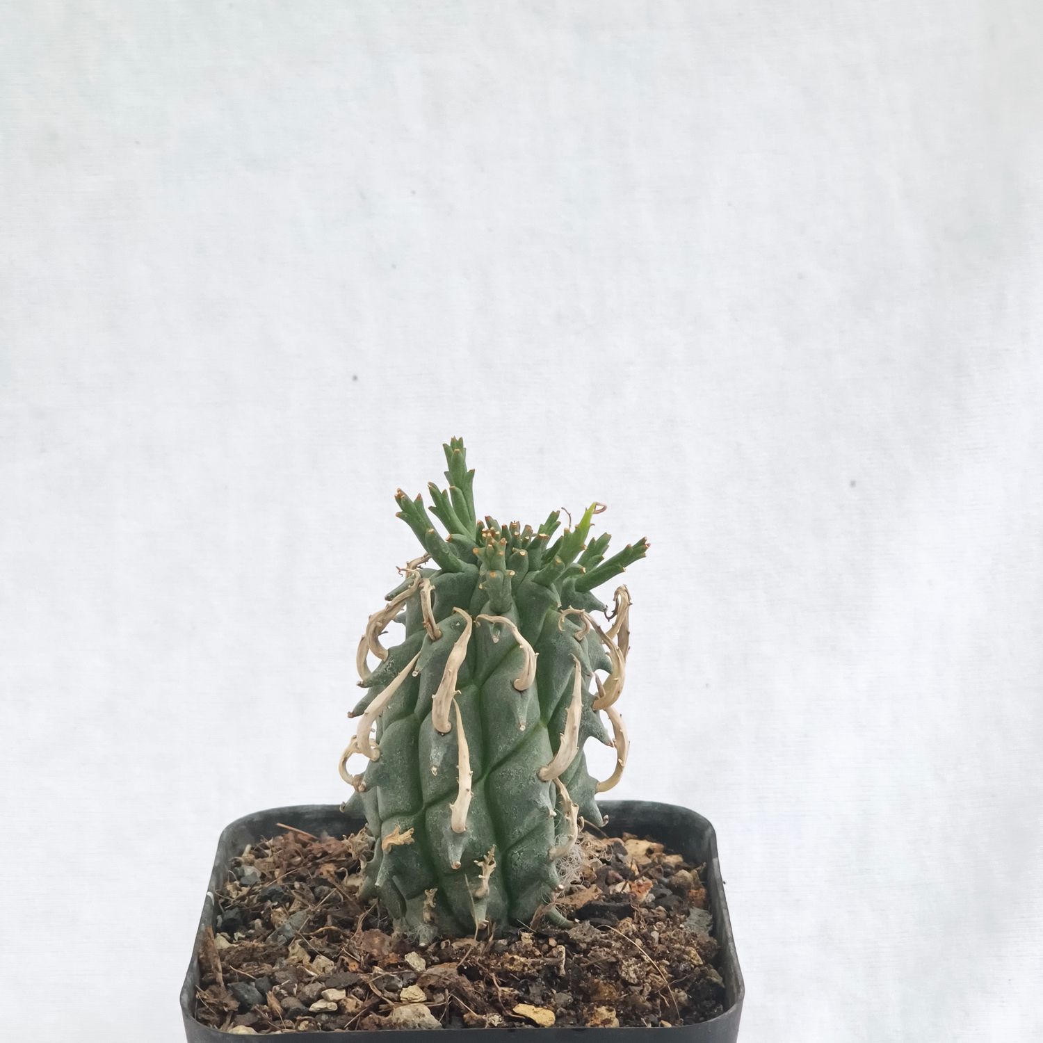 Euphorbia schoenlandii front view