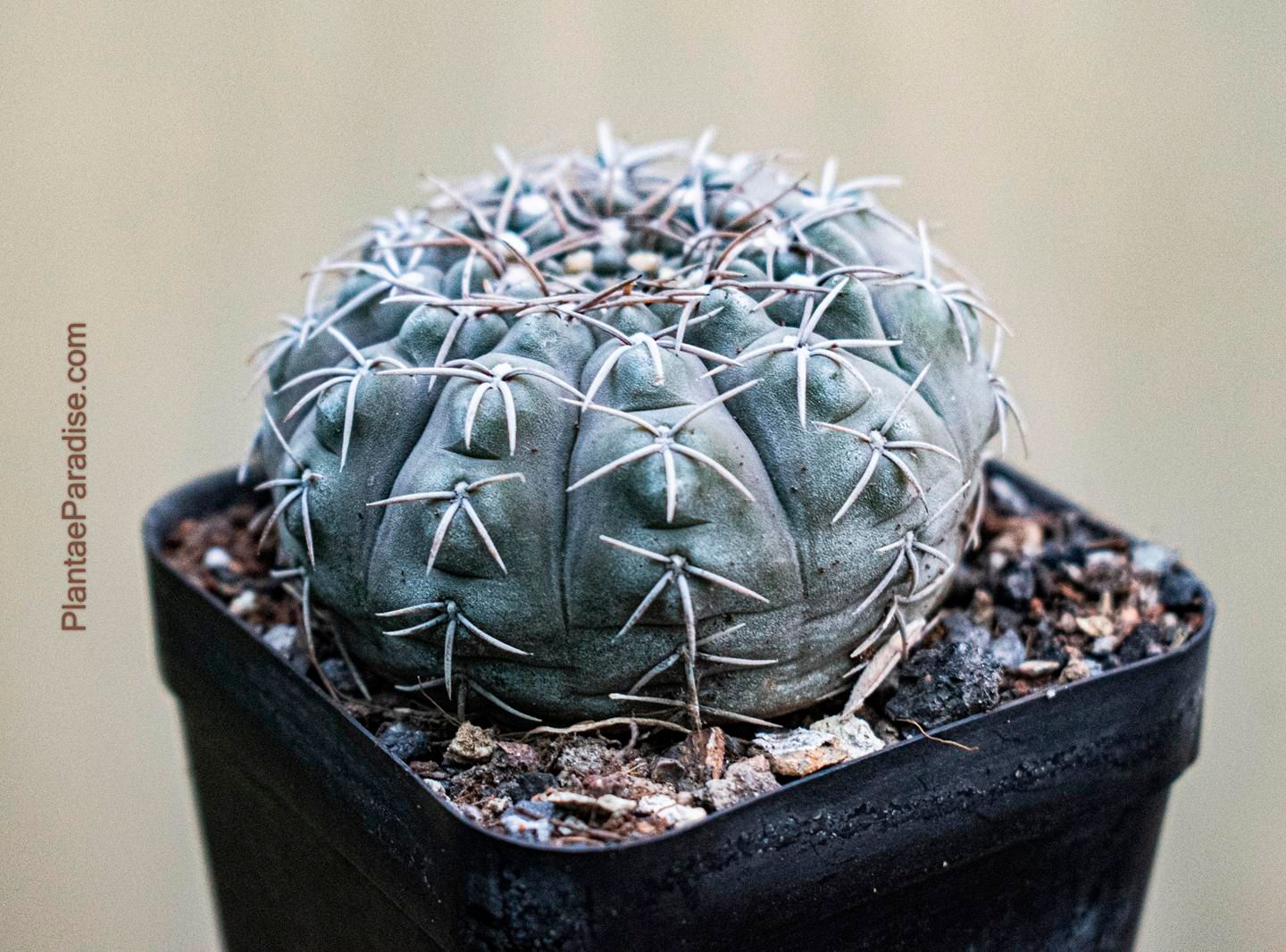 Gymnocalycium asterium top-down view