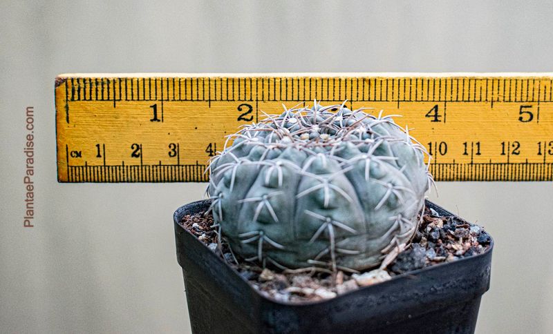 Gymnocalycium asterium with ruler for size reference