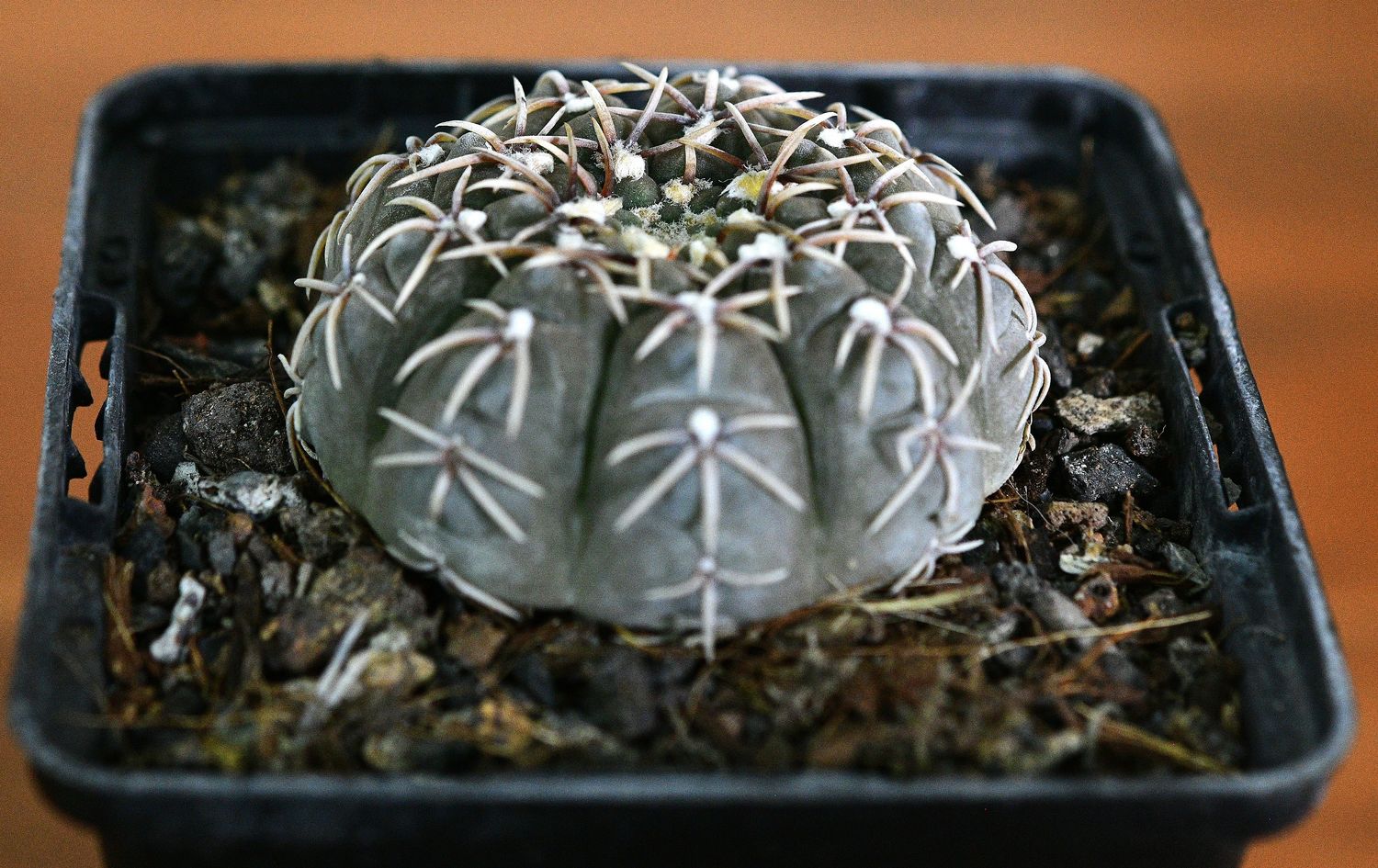 Gymnocalycium asterium